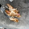 FULL BLOODED YORKIE UP FOR STUDDING