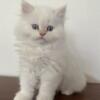 Himalayan Kittens - Cream point available