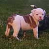 American bulldog female