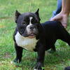 Micro/nano American Bully puppies for a great price with great ped $1500