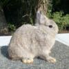 Netherland Dwarf Rabbits