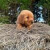 Beautiful CKC Registered Golden Retriever Puppies