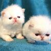 Himalayan Kittens of European roots