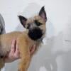 Male Cairn Terrier Puppy "Bear"