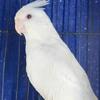 Wanted: Albino cockatiels