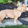 Grand champion rocko son,americanbully male