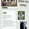 Newfoundland/Great Pyrenees pups for sale