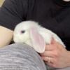Sweet baby girl holland lop