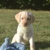 AKC Light Yellow Puppies For Sale