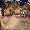 Miniature bull terrier puppies