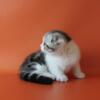 NEW Elite Scottish fold kitten from Europe with excellent pedigree, male. Leon