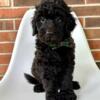 Goldendoodle Cabbage Male Ready now!