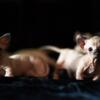 Female Dwelf Kitten - Available - Hairless Sphynx Elf Bambino & Dwelf Kittens - Sphynxking.COm