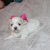 SOLD Lynn Purebred Shih Tzu F Daphne