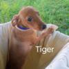 Tiger will tug on your heart