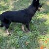 Free female G Shepard 1yrs old.