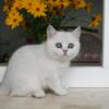 British Shorthair silver shaded female kitten 2,5 months old,WCF registration