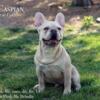 French bulldog male 2 years old