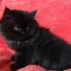 Purebred Persian female ready to go now