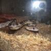 Corn snake