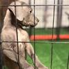4 cane Corso males left