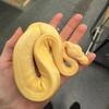 Albino Pinstripe