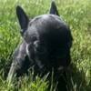 AKC French Bulldog female