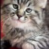 Stunning Pixiebob kittenswith dog like personalities  available in New Jersey