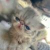 Exotic shorthair and longhair Persian kittens