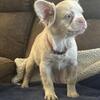 French Bulldog Pink Koi Fluffy SOLD!!!