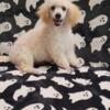 Toy Poodle (cream male)