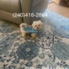 Male Maltese 1 yr old purebred dual pedigree intact $2600 (reg. $4000)