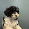 Mini goldendoodle and bernedoodle mix puppies for sale 