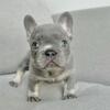 French bulldogs puppies 