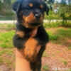 Rottie Pups for sale