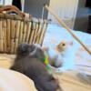 Blue and White Persian Kitten and Cream Point Kitten