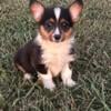 Tri colored male corgi