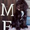 Cavapoo male "Doodle"  F1 
