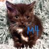 Exotic shorthair mixed kittens only $100