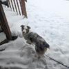 Red Merle Aussie Male