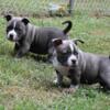 For Sale American Bully pocket