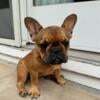 AKC registered quality French Bulldogs