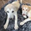 German Shepherd & Great Pyrenees puppies