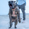 Experience Unmatched Loyalty - Presa Canario Puppies from SoCalPresa.com