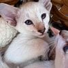 Short Hair Oriental Kittens