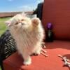 Handsome and Loving Cream Persian Male Kitten