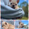 AKC French Bull Dog Puppies Females 