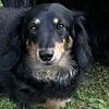 Miniature AKC  long hair black and tan dachshund  - STUD SERVICE ONLY