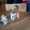 Beautiful Ragdoll kittens