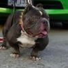 1500 Adult Micro Bully Female